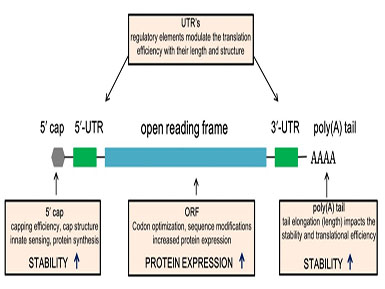 k8凯发官网首页登录加帽试剂相关发明专利获得国家知识产权局受理