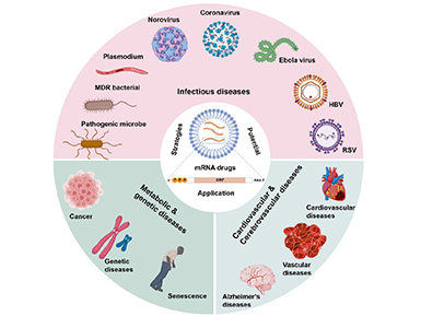 【转发动脉网报道】自研“mRNA加帽核苷酸原料”，k8凯发官网首页登录医药突破mRNA上游原料瓶颈